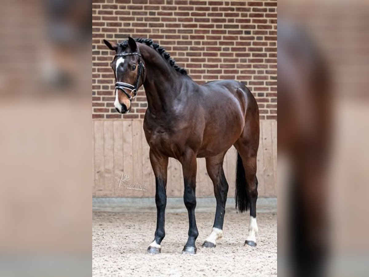 Holsteiner Ruin 6 Jaar 164 cm Bruin in Goch