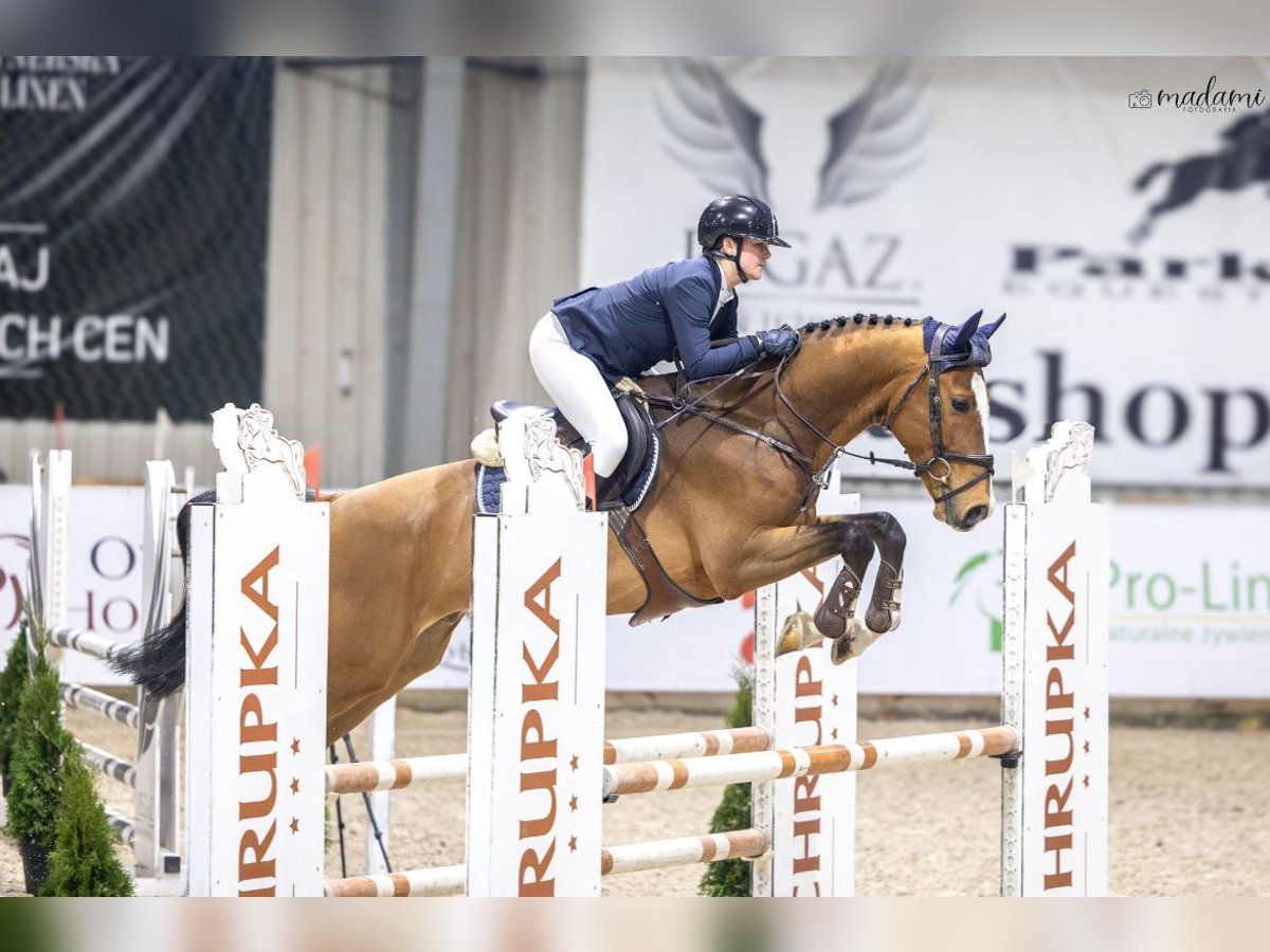 Holsteiner Mix Ruin 6 Jaar 168 cm Roodbruin in Psary