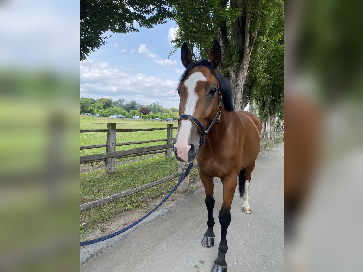 Holsteiner Ruin 6 Jaar 173 cm Bruin in Mannheim