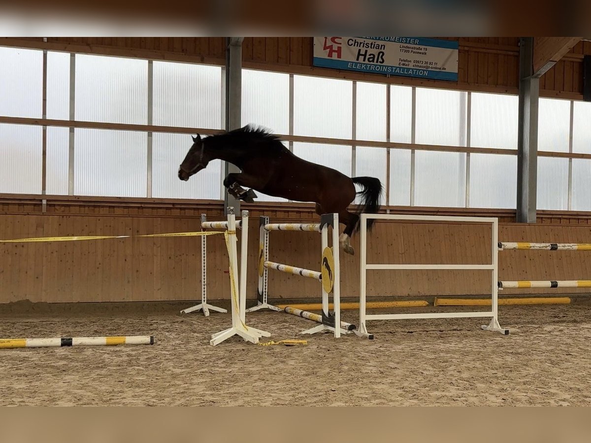 Holsteiner Ruin 6 Jaar 178 cm Bruin in Polzow