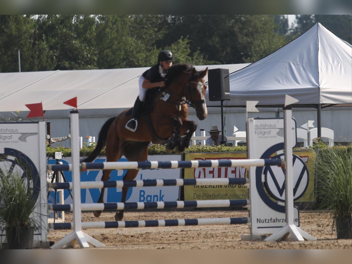 Holsteiner Ruin 7 Jaar 165 cm Bruin in Neuzelle