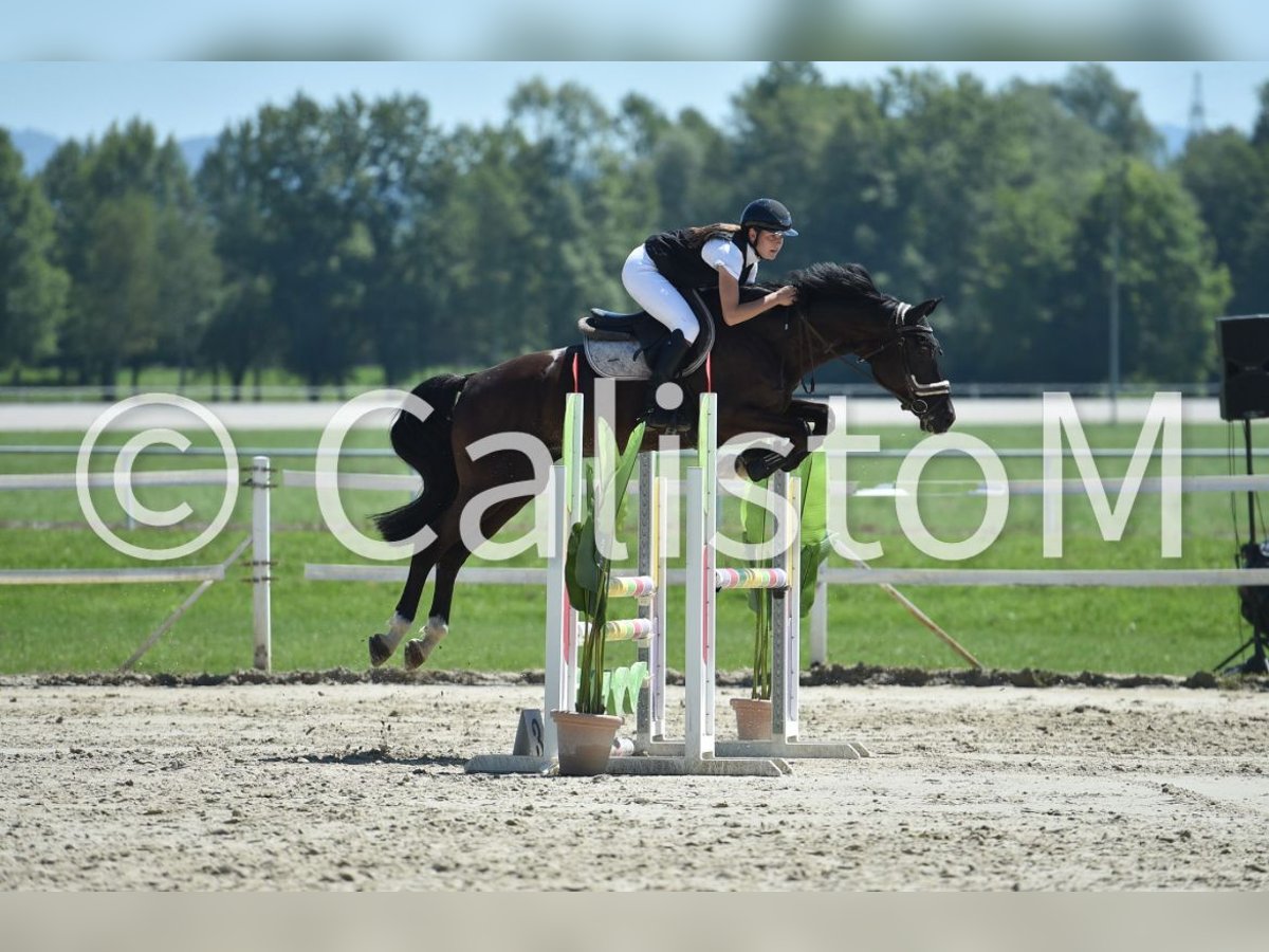 Holsteiner Mix Ruin 7 Jaar 167 cm Donkerbruin in Ljubljana