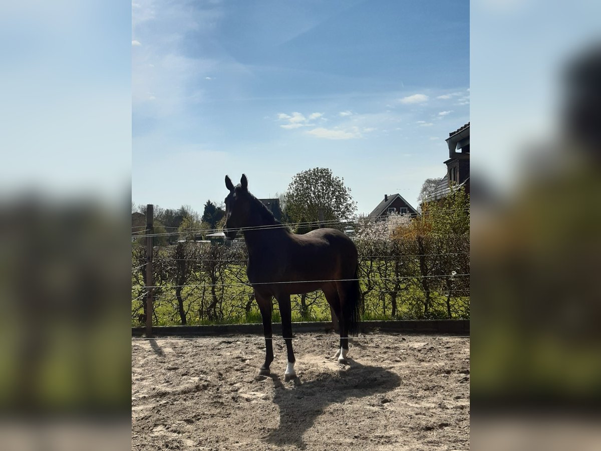 Holsteiner Ruin 7 Jaar 170 cm Donkerbruin in Engelbrechtsche Wildnis