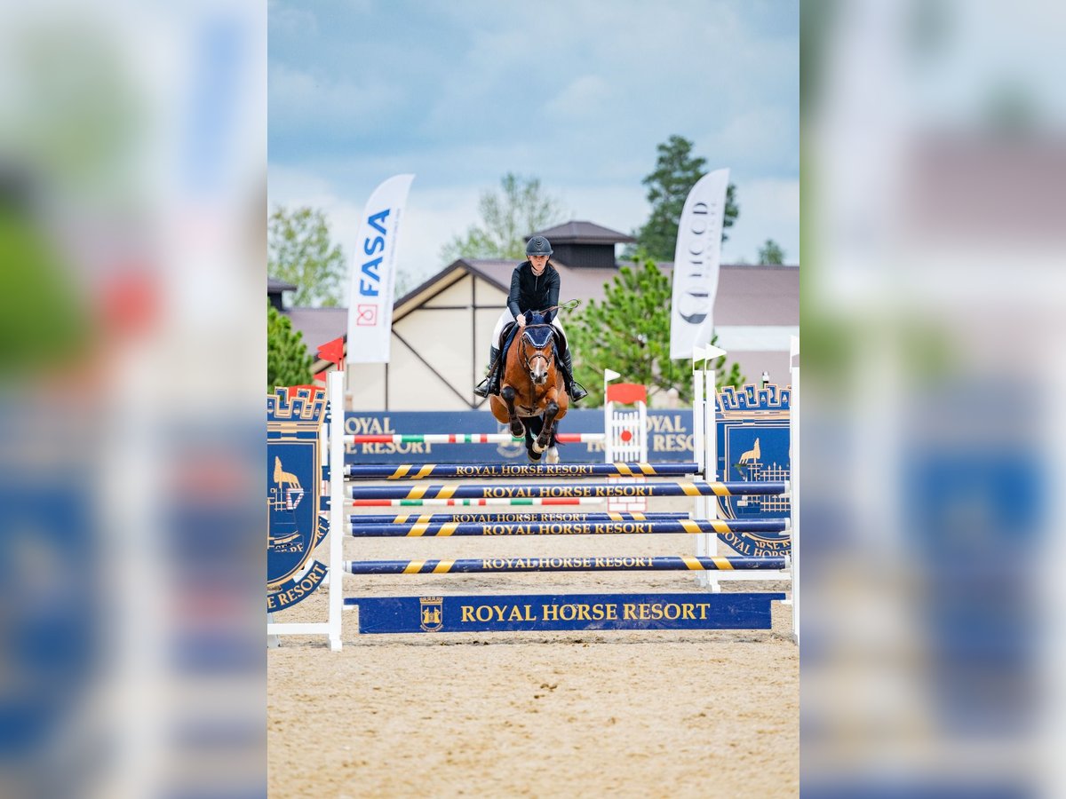 Holsteiner Ruin 8 Jaar 167 cm Bruin in Balkasodis
