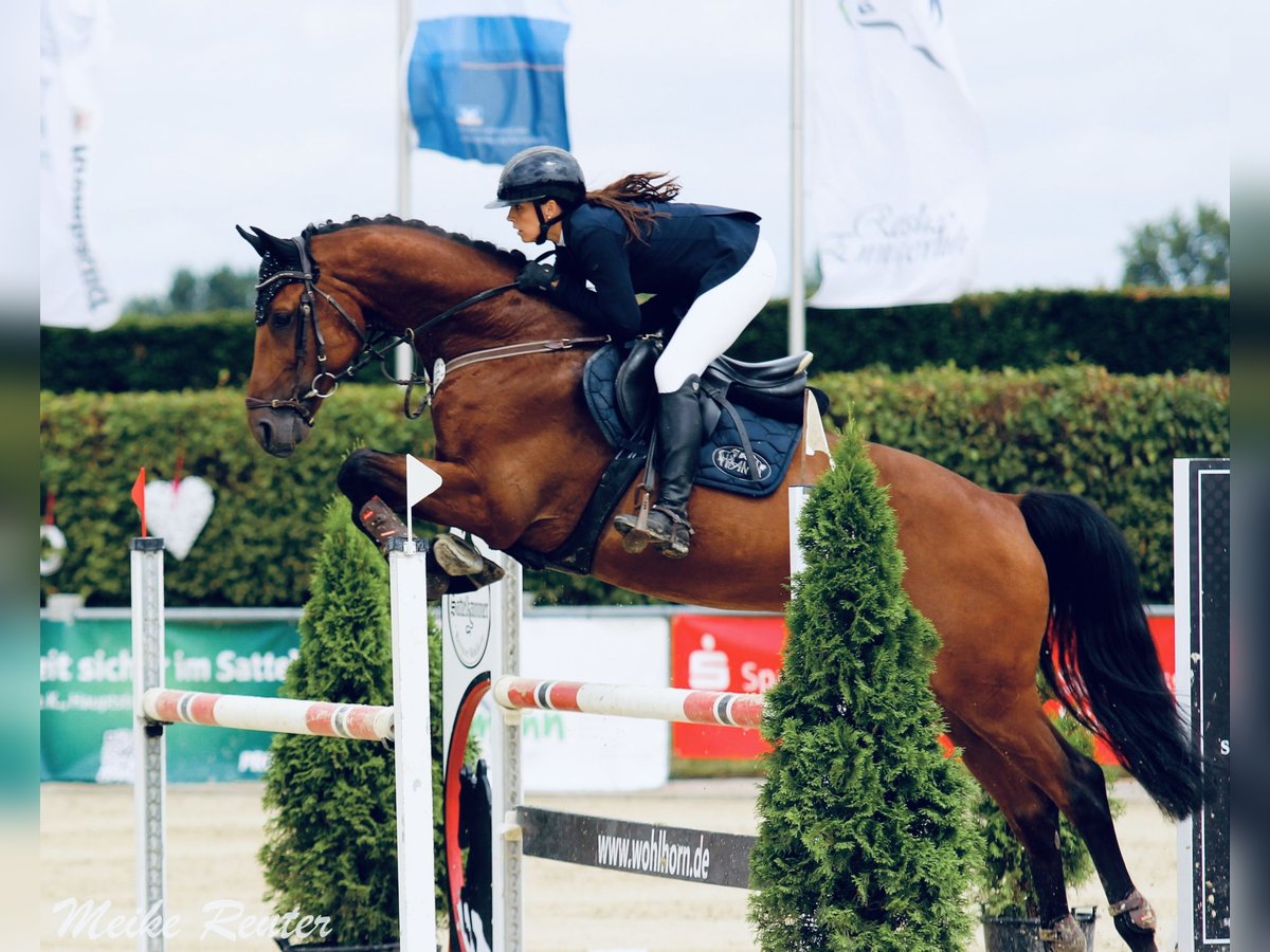 Holsteiner Ruin 8 Jaar 172 cm Bruin in Borchen