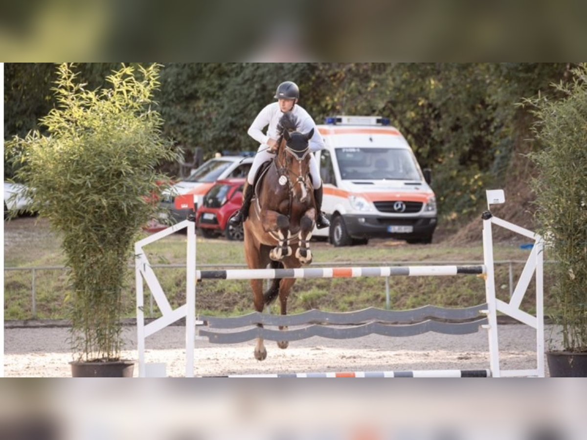 Holsteiner Ruin 8 Jaar 179 cm Bruin in Aichwald
