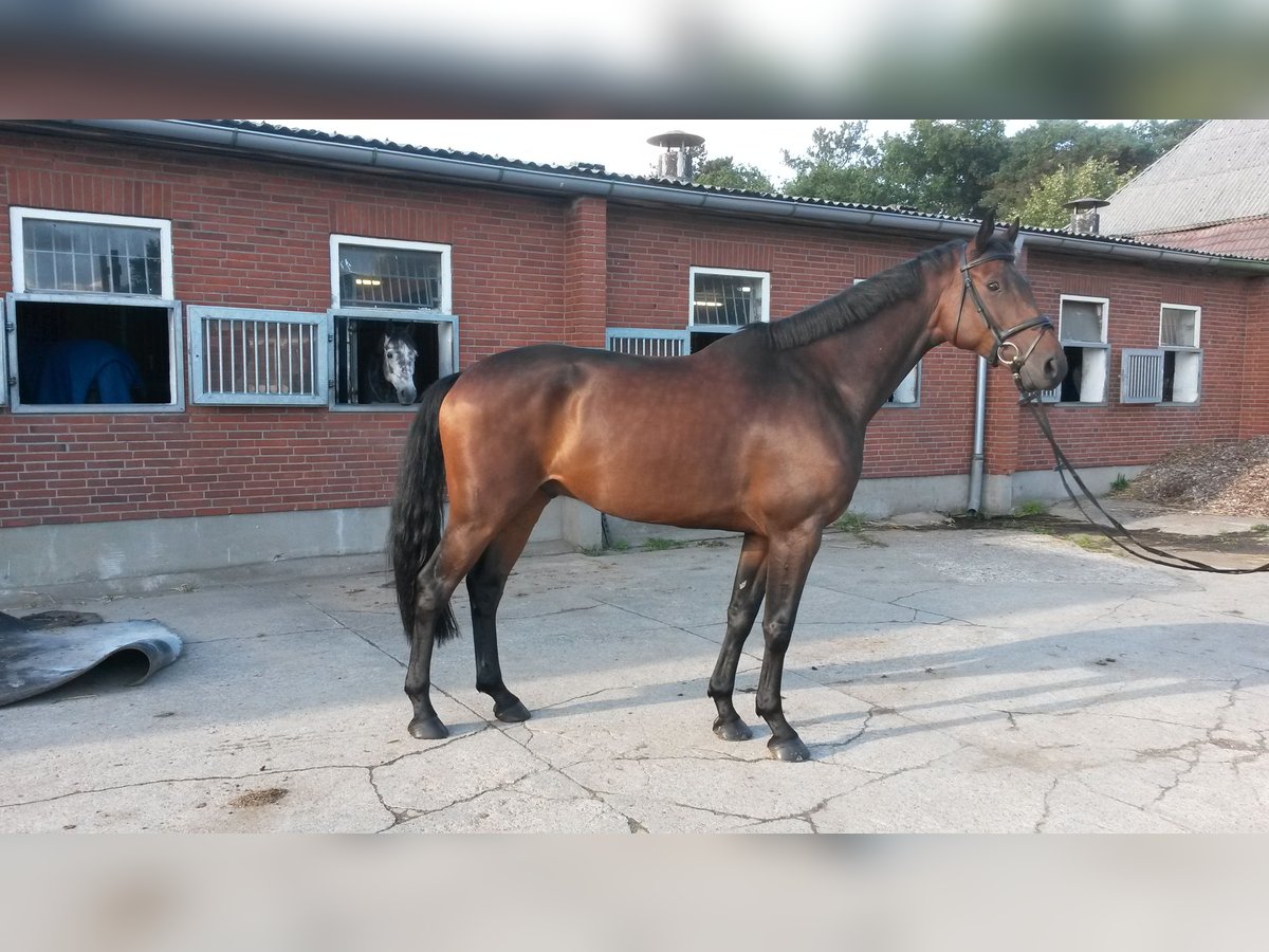 Holsteiner Ruin 9 Jaar 168 cm Donkerbruin in Neumünster