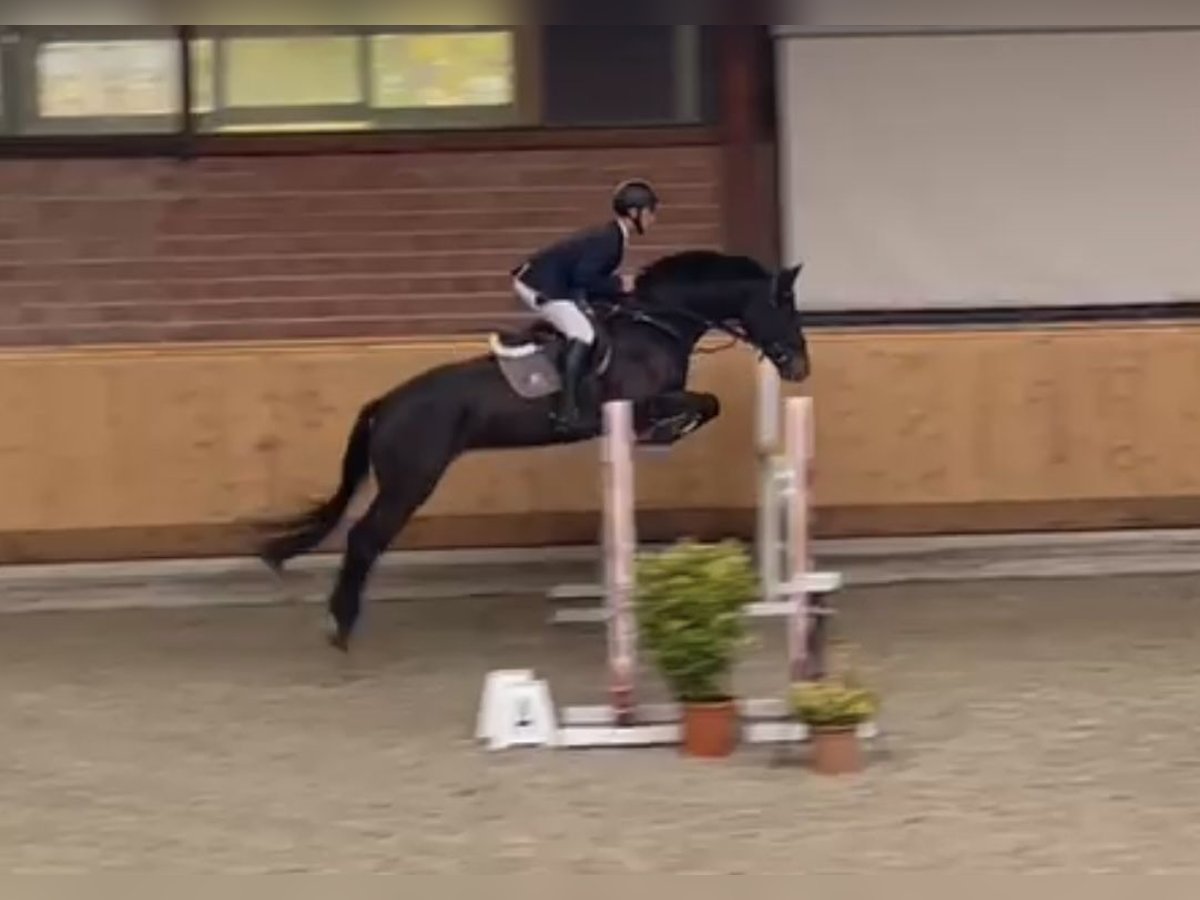 Holsteiner Sto 5 år 167 cm in Plön (Eichhorst 1)