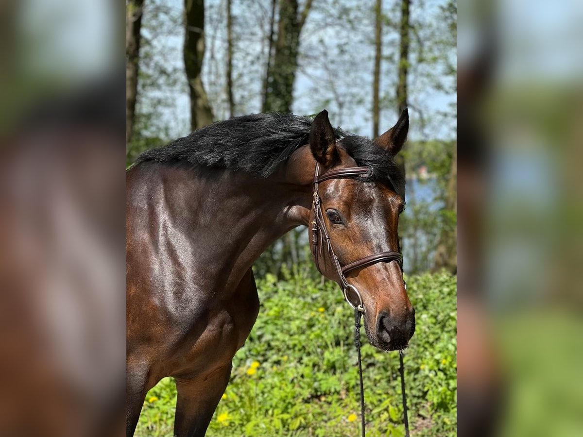 Holsteiner Sto 6 år 167 cm Mörkbrun in Celle