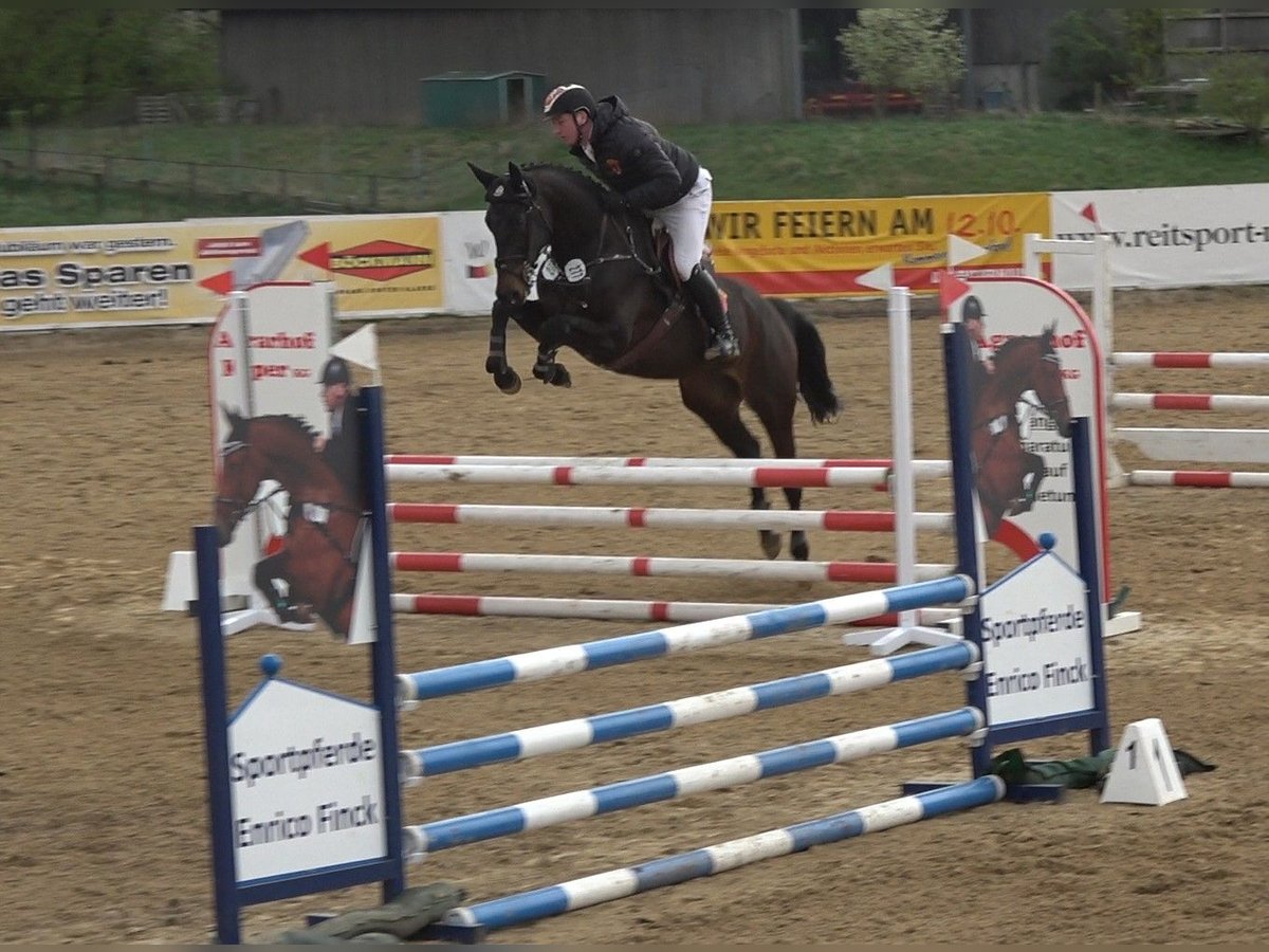 Holsteiner Sto 6 år 167 cm Mörkbrun in Satow