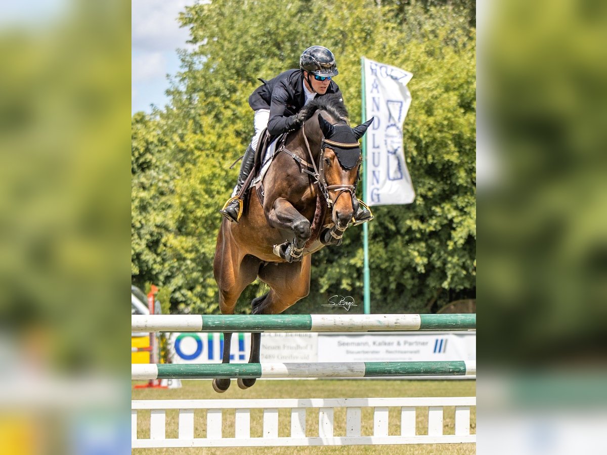 Holsteiner Sto 6 år 170 cm Mörkbrun in Hohen Wieschendorf