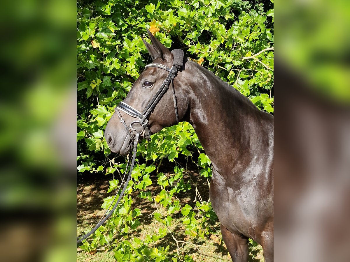 Holsteiner Sto 8 år 168 cm Rökfärgad svart in Bosau