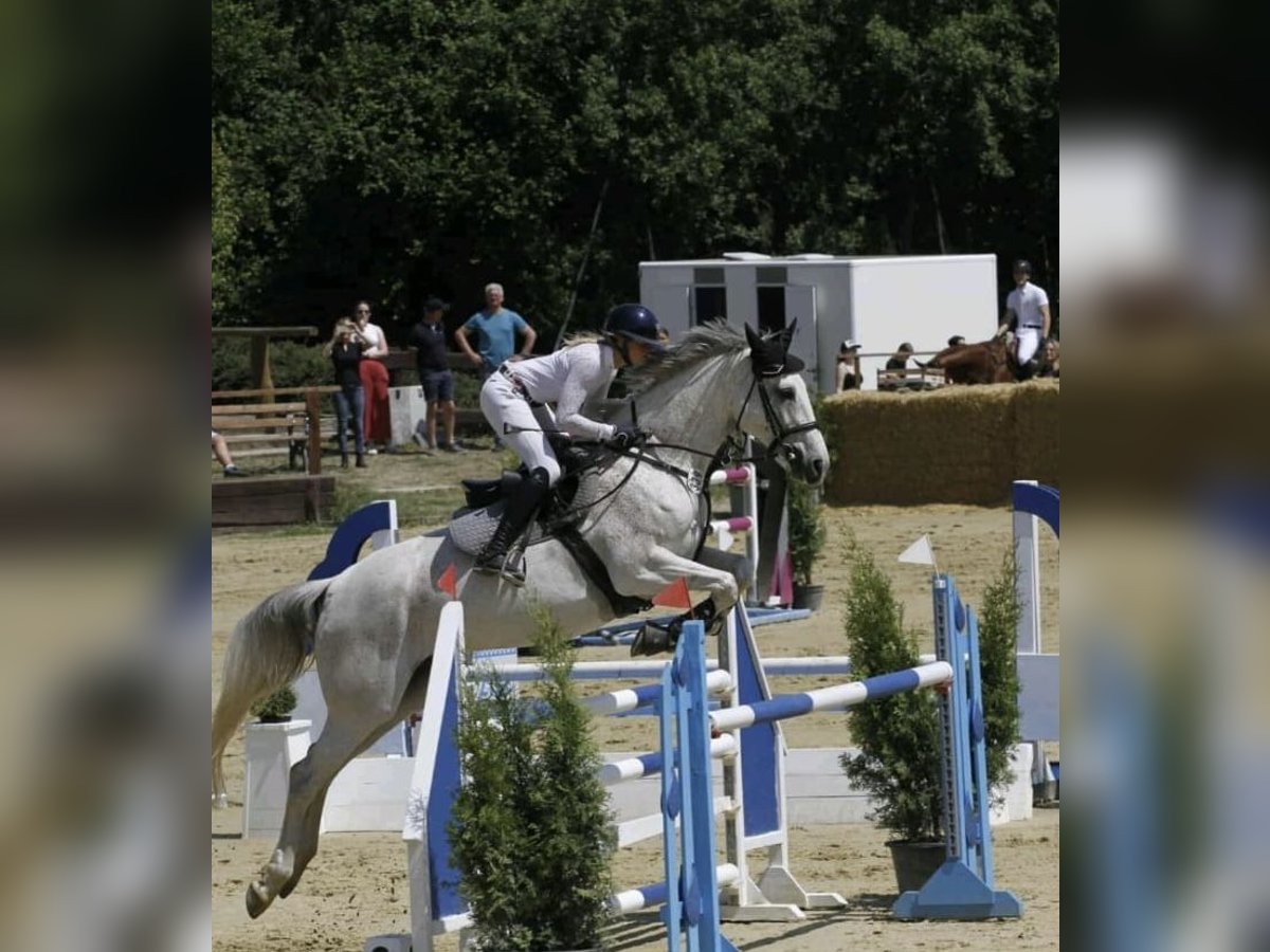 Holsteiner Stute 10 Jahre 169 cm Schimmel in Breydin