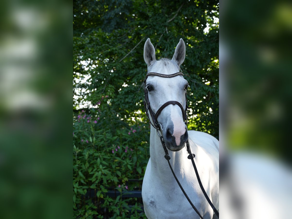 Holsteiner Stute 10 Jahre 170 cm Schimmel in Utting am Ammersee