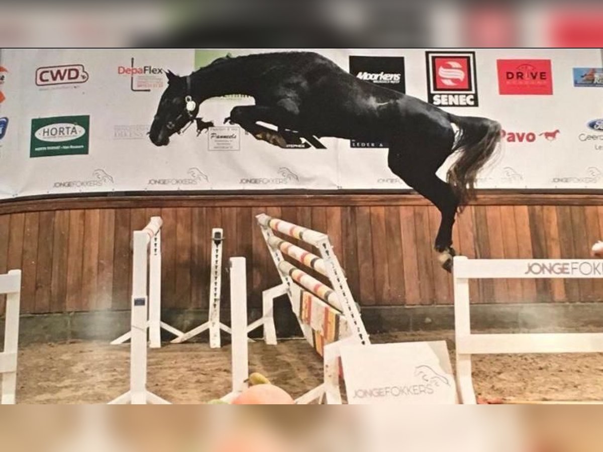 Holsteiner Stute 10 Jahre 172 cm Schimmel in Namur