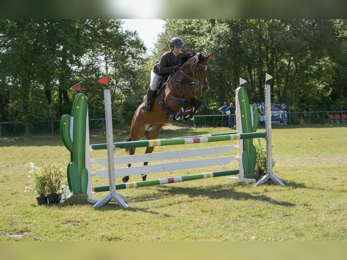 Holsteiner Stute 11 Jahre 160 cm Brauner in Schwanewede