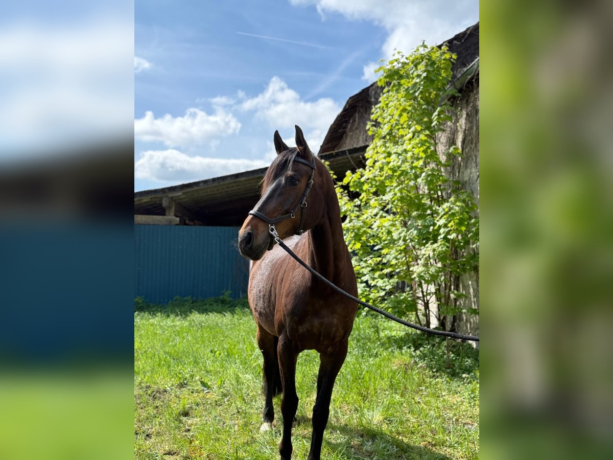 Holsteiner Stute 11 Jahre 165 cm Brauner in Neuwied
