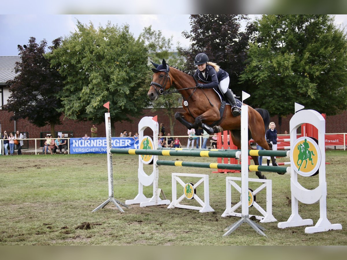 Holsteiner Stute 11 Jahre 166 cm Brauner in Bad Freienwalde