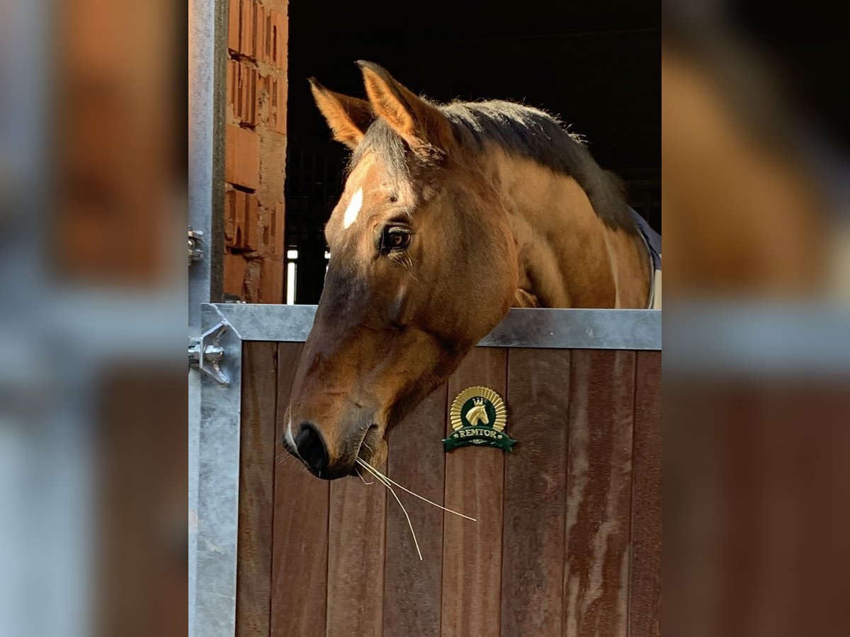Holsteiner Stute 11 Jahre 170 cm Dunkelbrauner in Montabaur