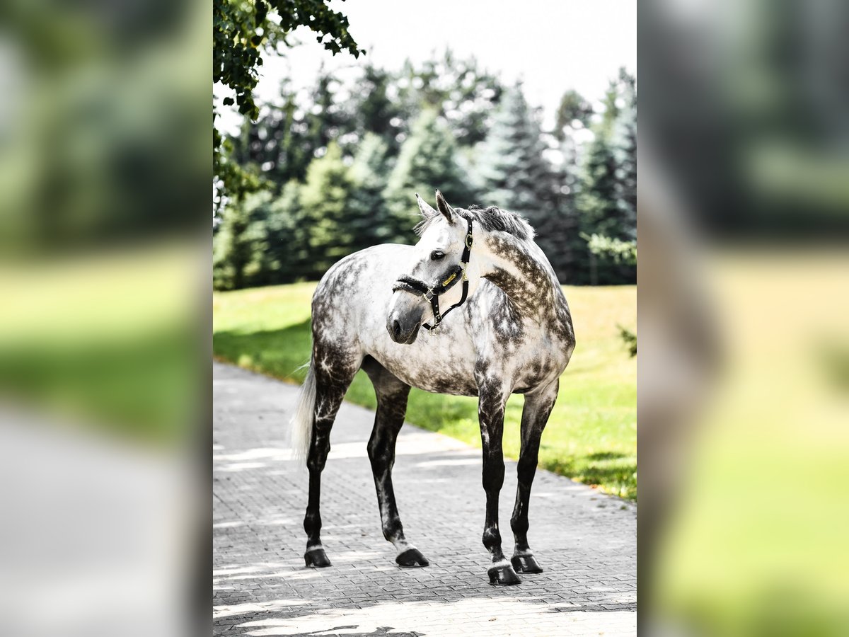 Holsteiner Stute 11 Jahre 170 cm Schimmel in Krak&#xF3;w