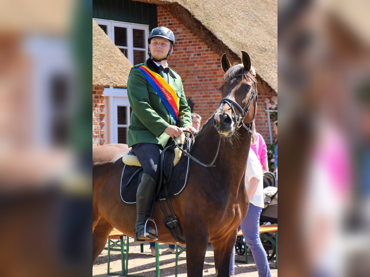 Holsteiner Stute 11 Jahre 172 cm Brauner in S&#xFC;dermarsch (Husum)