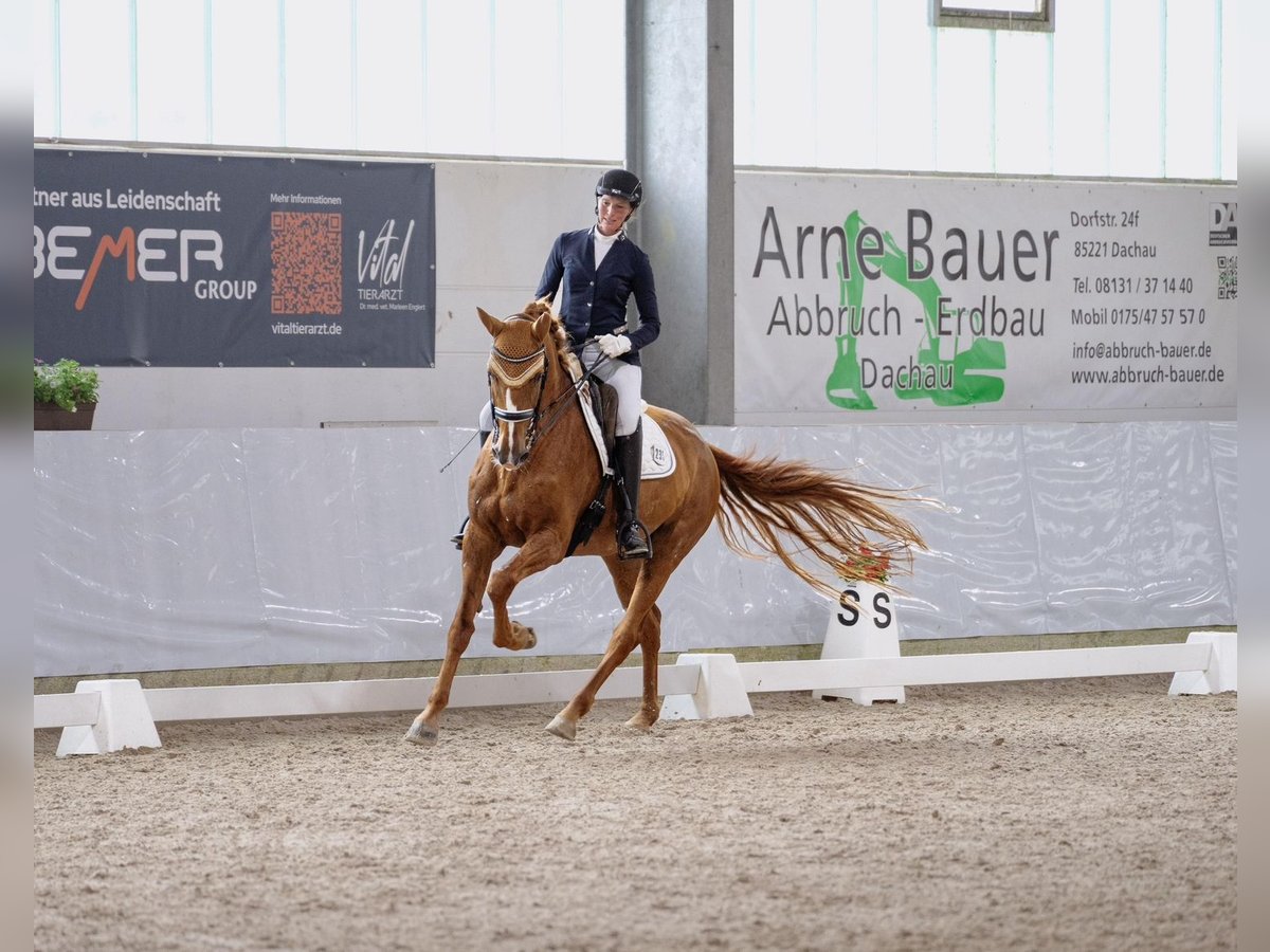 Holsteiner Stute 11 Jahre 172 cm Fuchs in Kammeltal