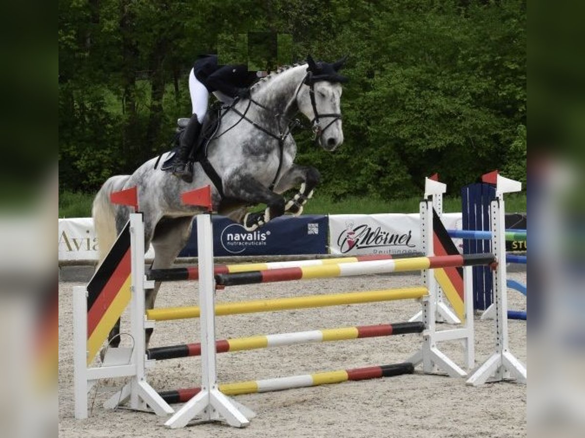 Holsteiner Stute 11 Jahre 173 cm Schimmel in Ruppertshofen Holsteiner Stute 11 Jahre 173 cm Schimmel in Ruppertshofen