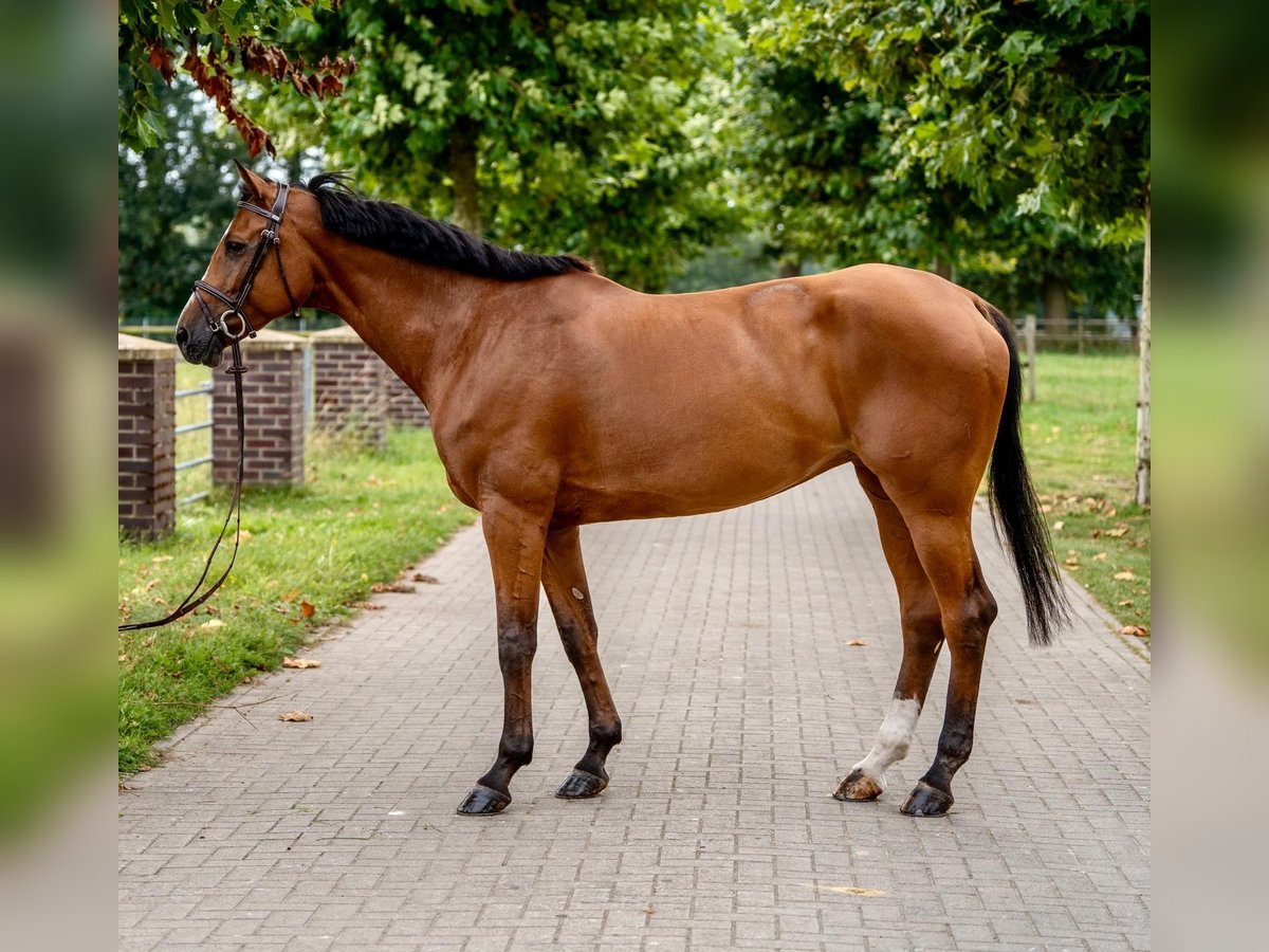 Holsteiner Stute 12 Jahre 166 cm Brauner in Emsdetten