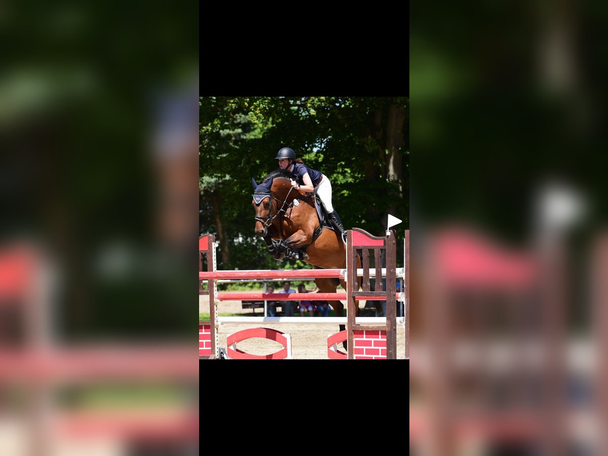 Holsteiner Stute 12 Jahre 167 cm Brauner in Eppelheim