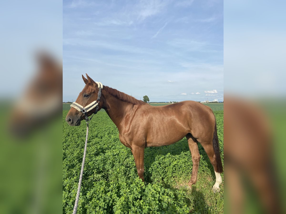 Holsteiner Stute 12 Jahre 167 cm Fuchs in Ludwigshafen am Rhein Holsteiner Stute 12 Jahre 167 cm Fuchs in Ludwigshafen am Rhein