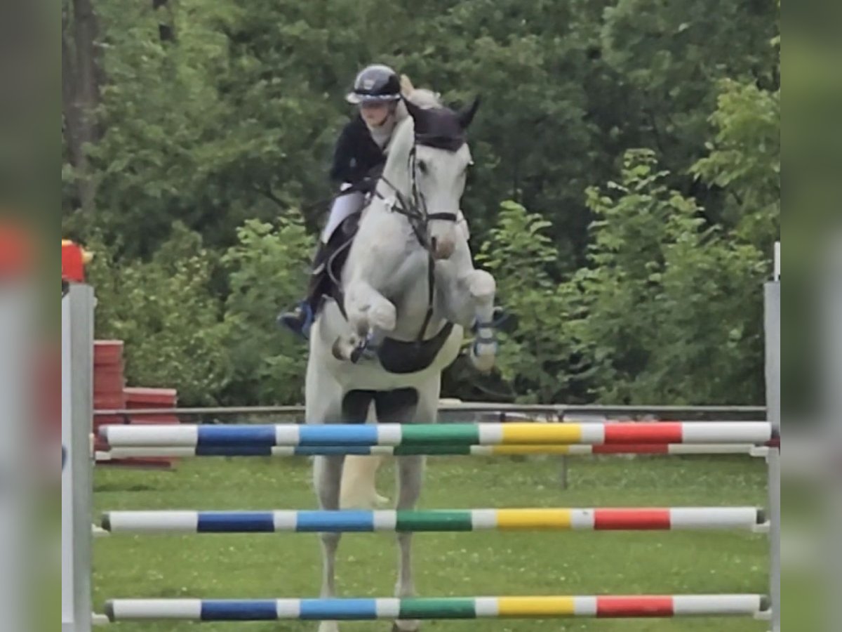 Holsteiner Stute 12 Jahre 169 cm Fliegenschimmel in Crailsheim