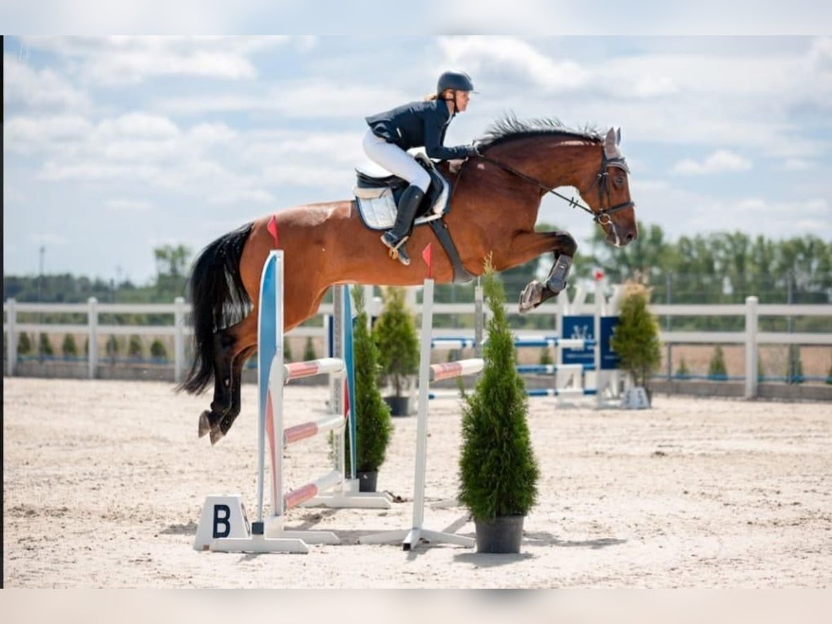 Holsteiner Stute 12 Jahre 174 cm Brauner in Wo&#x142;czkowo