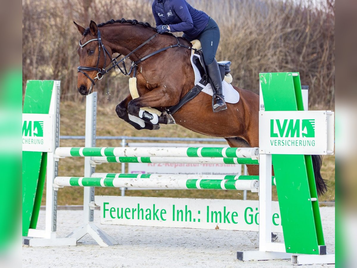 Holsteiner, Stute in Diepholz