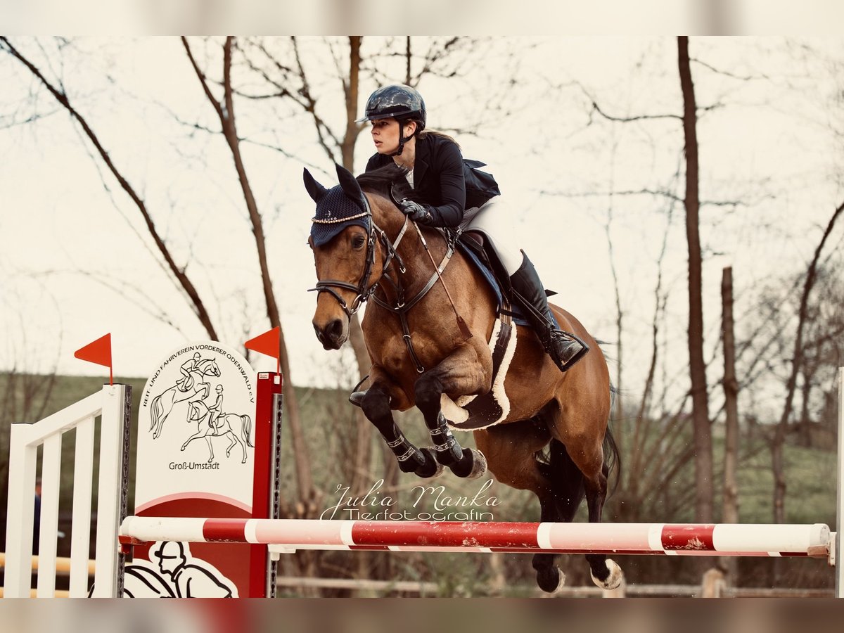 Holsteiner Stute 13 Jahre 160 cm Brauner in Remlingen
