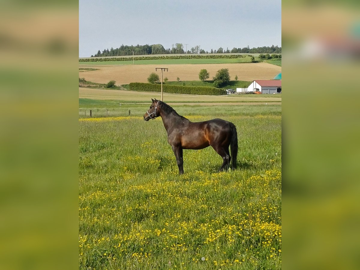 Holsteiner Stute 13 Jahre 165 cm Schwarzbrauner in Illmensee