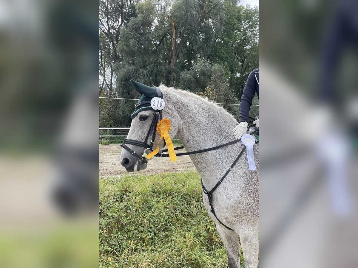 Holsteiner Stute 13 Jahre 168 cm Schimmel in Ulm