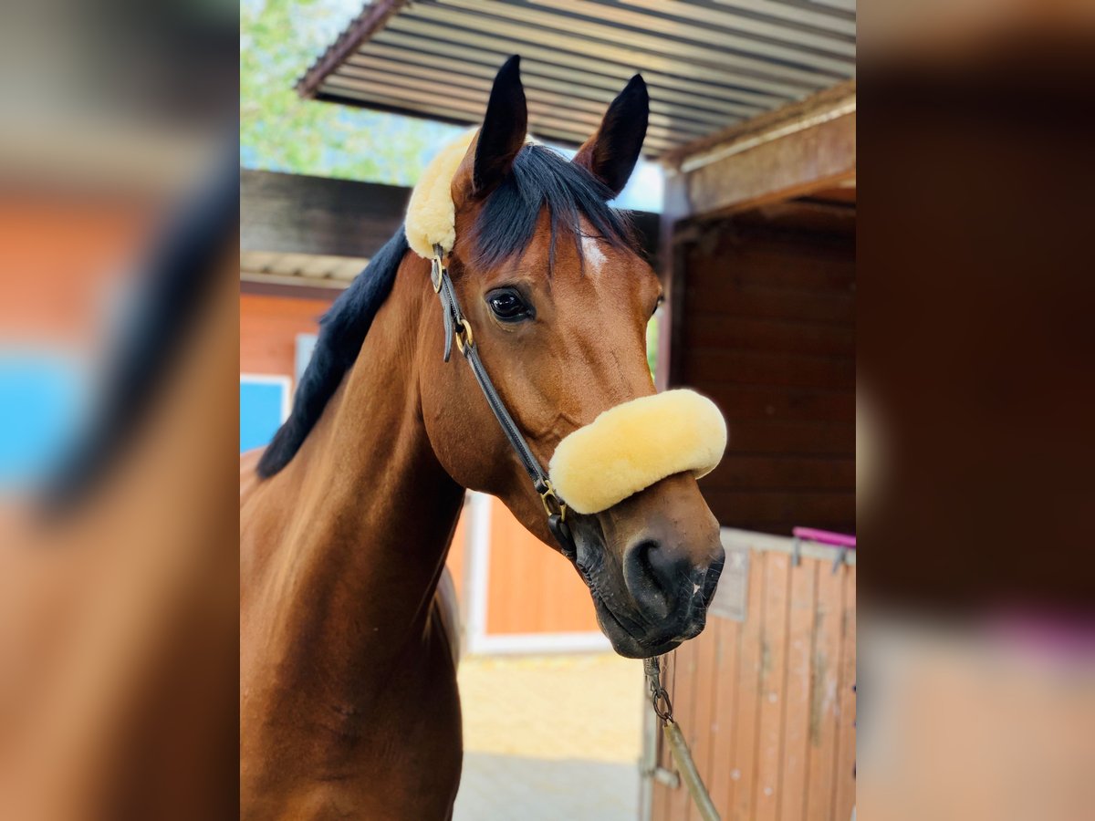 Holsteiner Stute 13 Jahre 172 cm Brauner in M&#xFC;nchen