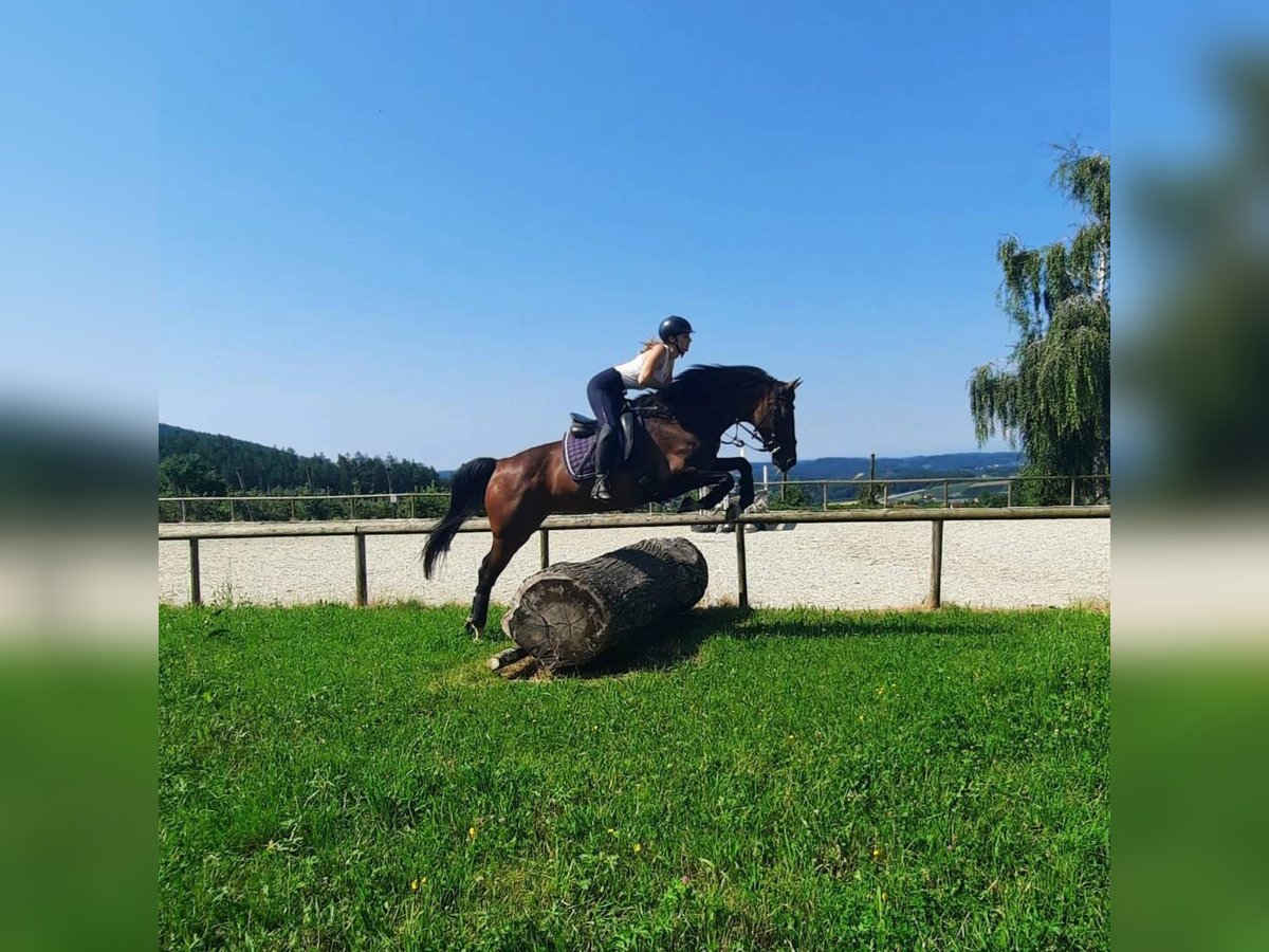 Holsteiner Stute 14 Jahre 160 cm Brauner in Puch bei Weiz