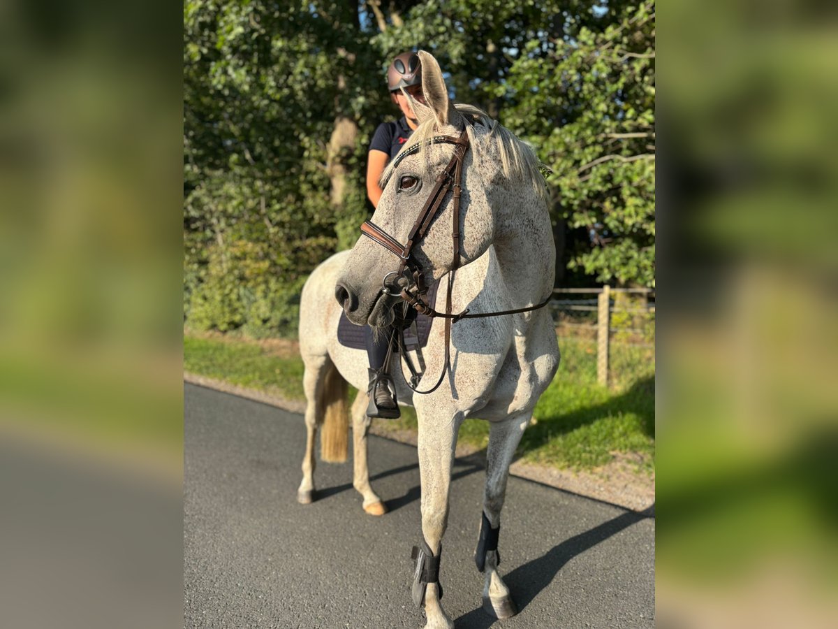 Holsteiner Stute 14 Jahre 160 cm Schimmel in Walsrode