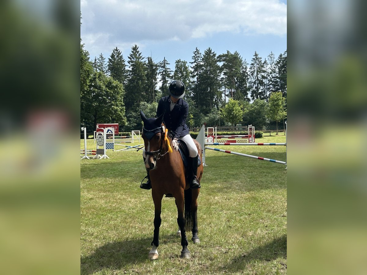 Holsteiner Stute 14 Jahre 163 cm Brauner in Neuenkirchen