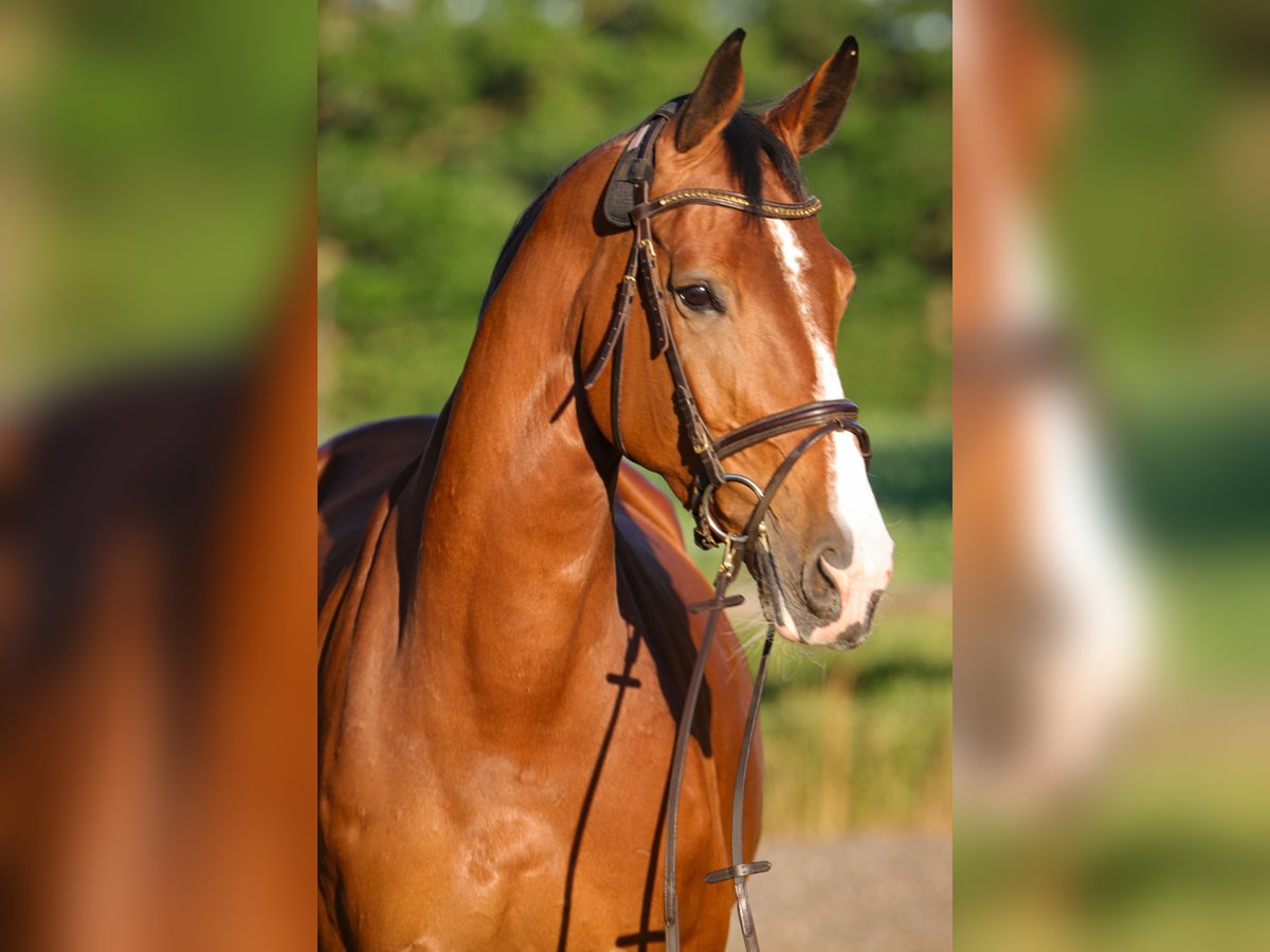Holsteiner Stute 14 Jahre 168 cm Brauner in Rickling