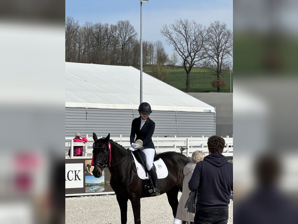 Holsteiner Stute 14 Jahre 168 cm Rappe in Forst