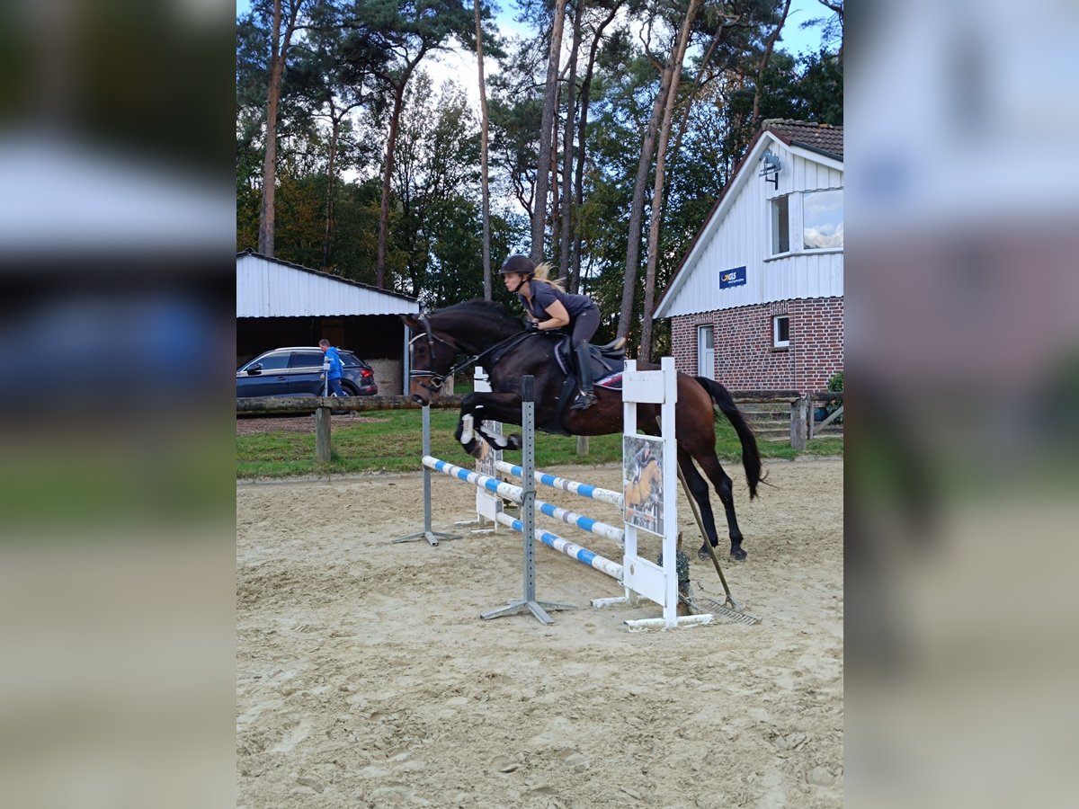 Holsteiner Stute 14 Jahre 173 cm Brauner in Bocholt