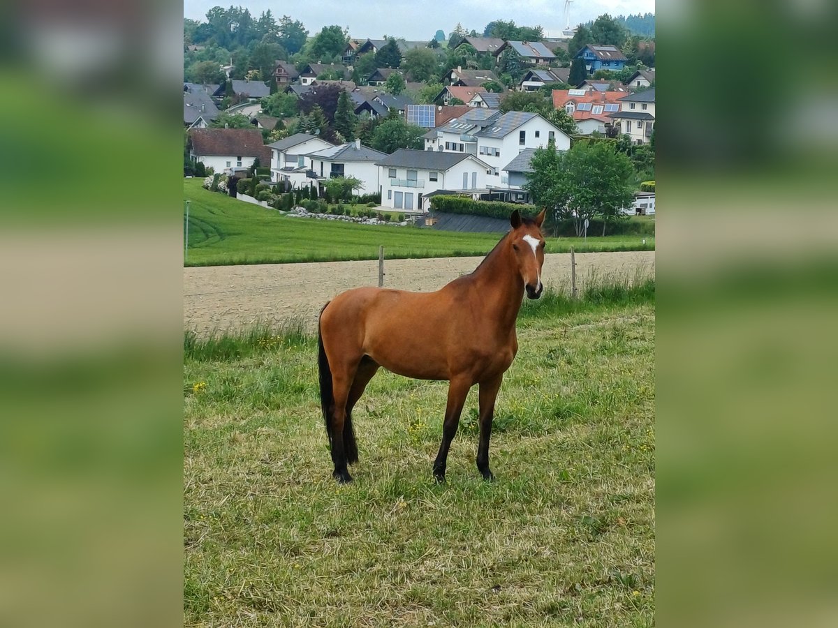 Holsteiner Stute 14 Jahre Brauner in Illmensee Holsteiner Stute 14 Jahre Brauner in Illmensee