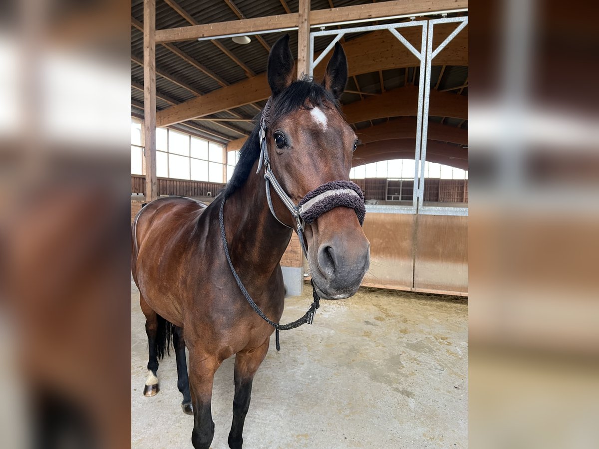 Holsteiner Stute 15 Jahre 163 cm Dunkelbrauner in Raesfeld