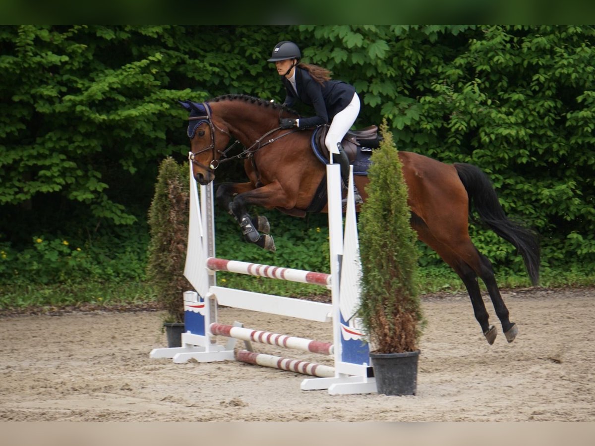 Holsteiner Stute 15 Jahre 165 cm Brauner in Seeon-Seebruck
