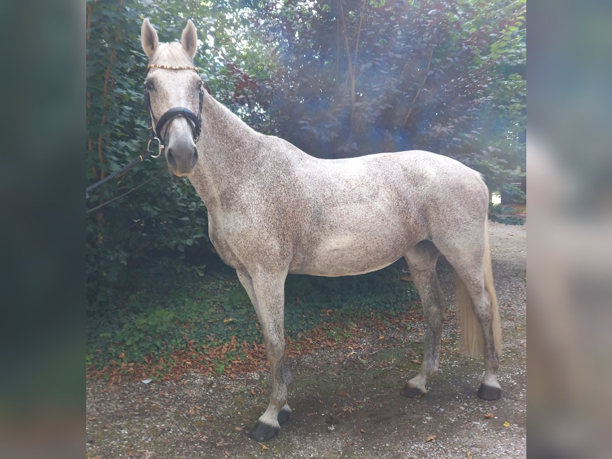 Holsteiner Stute 15 Jahre 168 cm Fliegenschimmel in M&#xF6;lln
