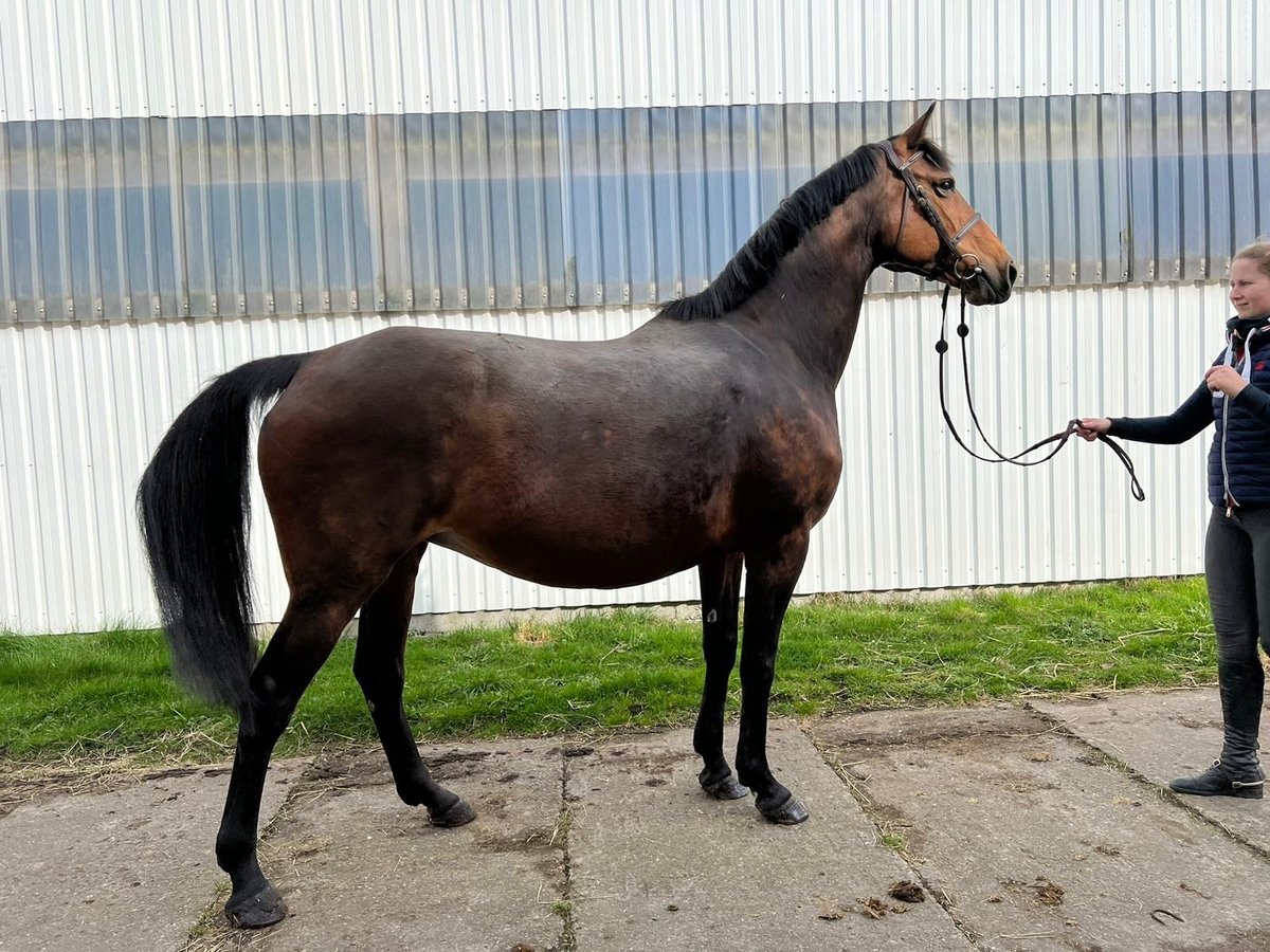 Holsteiner Stute 15 Jahre 170 cm Brauner in Wöhrden