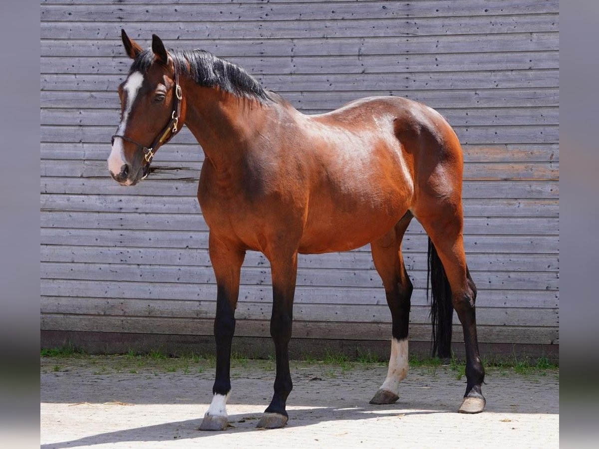 Holsteiner Stute 16 Jahre 165 cm Dunkelbrauner in Dietfurt an der Altm&#xFC;hl