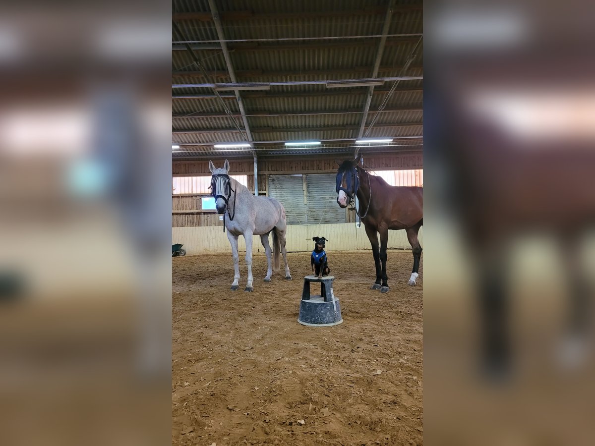 Holsteiner Stute 16 Jahre 165 cm Schimmel in Tutzing